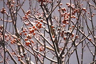 Настоящая зима пришла в Беларусь