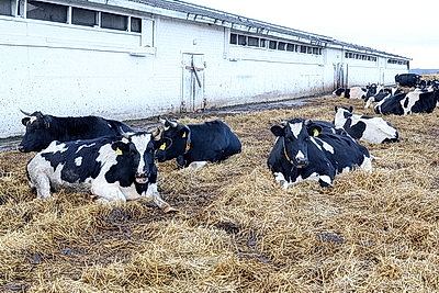 Рейдовая группа проверила предприятия АПК Лиозненского района