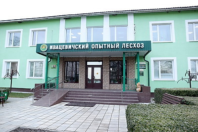 Как выращивают новые леса в Брестской области