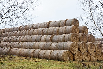 Здесь все работает на результат. Как развивается Белыничский СПК \"Колхоз \"Родина\"