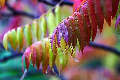 ФОТОХРОНИКА начинает новый информационный день