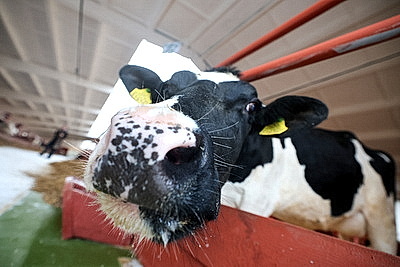 С учетом последних достижений в животноводстве. В Островецком районе торжественно открыли МТК