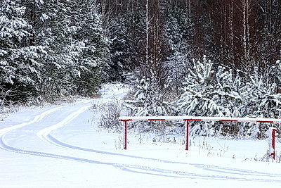 Зимний лес в Жлобинском районе