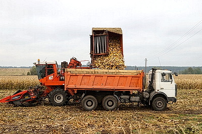 Более 500 тонн кукурузы ежедневно поступает на переработку на Мозырский кукурузокалибровочный завод