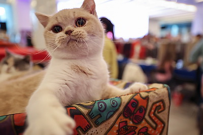 Международная выставка кошек прошла в Минске