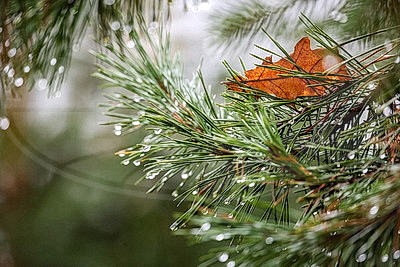 ФОТОХРОНИКА начинает новый информационный день