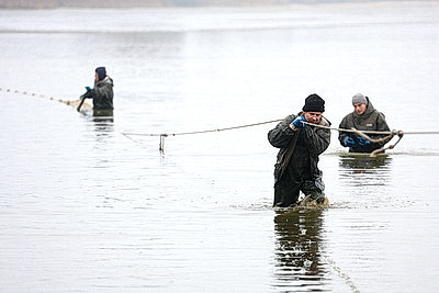 Осенью в рыбхозах пересаживают рыбу на зиму