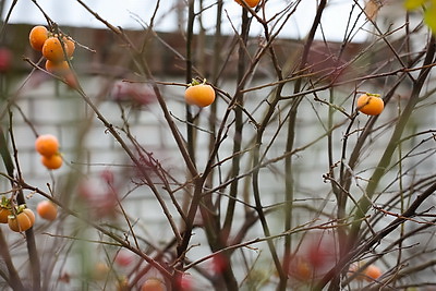 Теперь и на приусадебном участке. В Беларуси созрела хурма
