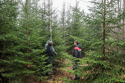 Заготовка новогодних елей ведется в Беларуси