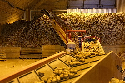 В Могилевской области убрано около 20% картофеля