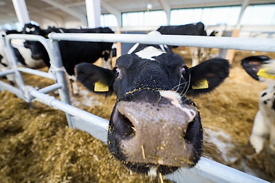 Новый МТК на 800 коров ввели в строй в Клецком районе