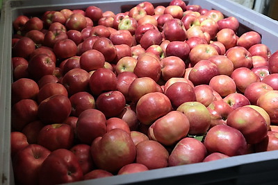 В Минске в стабфонды заложено 43 тыс. тонн овощей и яблок