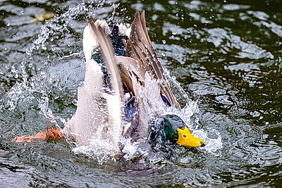 ФОТОХРОНИКА начинает новый информационный день