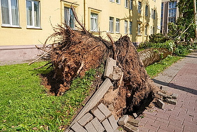 К ликвидации последствий грозового фронта в Могилевской области привлечены дополнительные ресурсы и силы