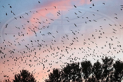 ФОТОХРОНИКА начинает новый информационный день