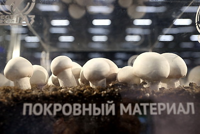\"Белагро-2025\" начала работу в Минске
