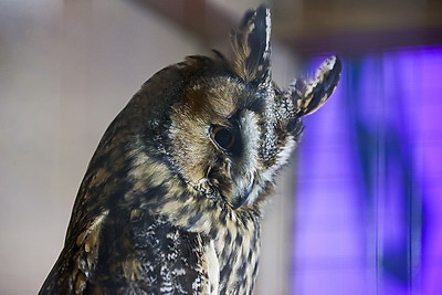 Делегаты ВНС из разных регионов страны посетили выставку \"Моя Беларусь\"