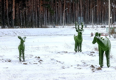 Зимний лес в Жлобинском районе