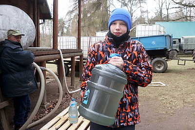 В Гродненской области ведется заготовка березового сока