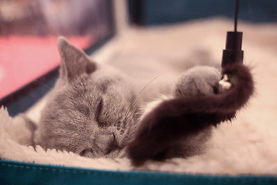 Международная выставка кошек прошла в Минске