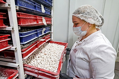 Единственное в Беларуси производство. Как в Глубоком изготавливают клюкву в сахарной пудре?