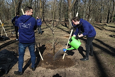 Аллею Памяти городов-героев высадили в столичном парке Победы