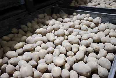 В Минске в стабфонды заложено 43 тыс. тонн овощей и яблок