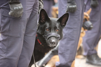 Надежность, профессионализм, отвага. Годовщину образования Департамента охраны МВД отметили в Гродно