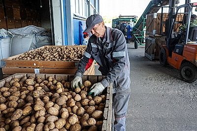 В Могилевской области убрано около 20% картофеля