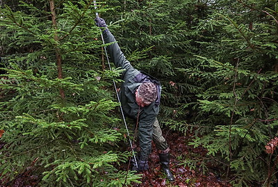 Заготовка новогодних елей ведется в Беларуси