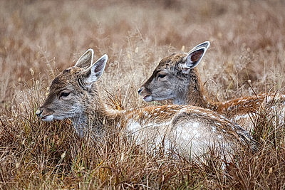 ФОТОХРОНИКА начинает новый информационный день