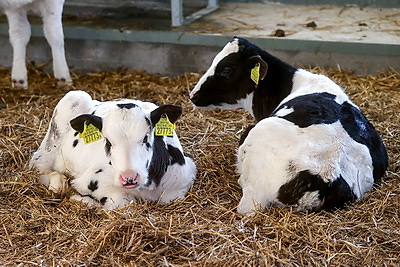 Благоустройство территорий под ключ и развитие АПК. В Гомельской области представили планы на пятилетку