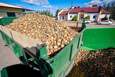 В Щучинском районе собирают урожай лука
