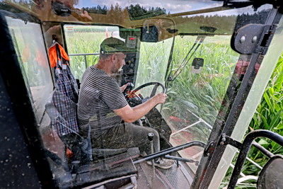 В Гродненской области ведется массовая уборка кукурузы на силос