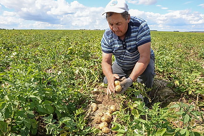 В КФХ Шкловского района активно ведется уборка урожая гороха
