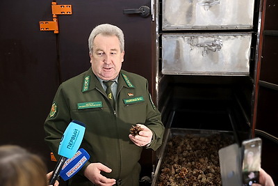 Как выращивают новые леса в Брестской области