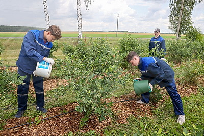 Весело и с пользой. Трудовое лето студотрядовцев из Клецкого района