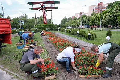 Около 700 тыс. цветов высадят в Гомеле с наступлением теплых дней