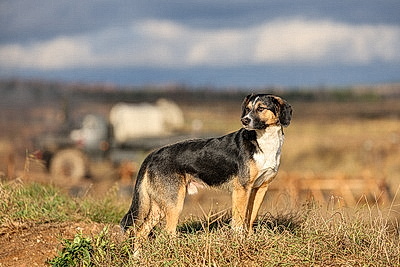 Борьба с дронами и бой в лесу. В Лепельском районе проходит оперативный сбор командного состава ВС