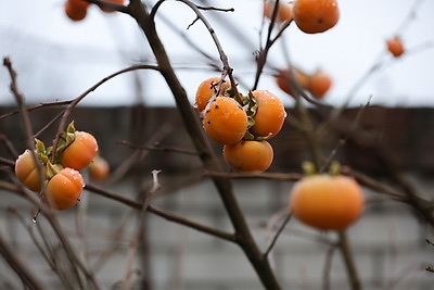 Теперь и на приусадебном участке. В Беларуси созрела хурма