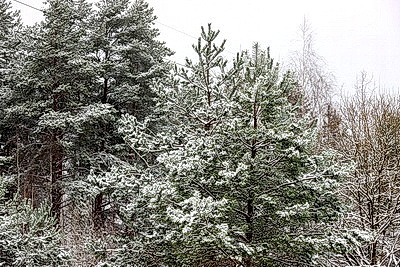 Настоящая зима пришла в Беларусь