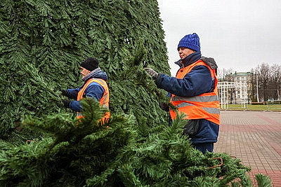 Выше девятиэтажного дома. В Могилеве монтируют главную новогоднюю елку региона