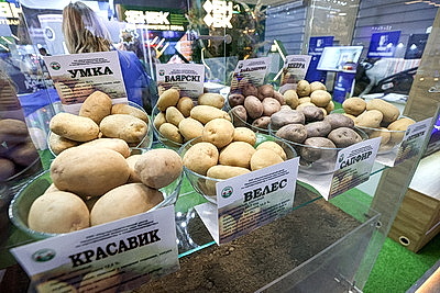 Делегаты ВНС из разных регионов страны посетили выставку \"Моя Беларусь\"