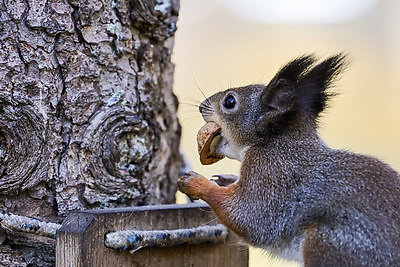 Золотые краски осени