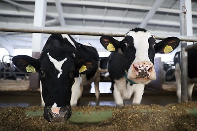 Новый молочно-товарный комплекс открыли в Клецком районе