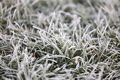 Первые заморозки в Гродно