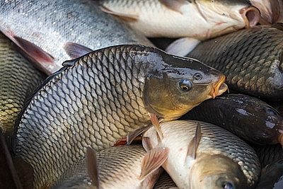 Осенью в рыбхозах пересаживают рыбу на зиму