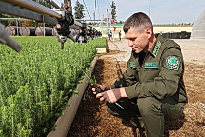 От семечка до зеленого богатства страны. Кто выращивает саженцы для будущих лесов Беларуси