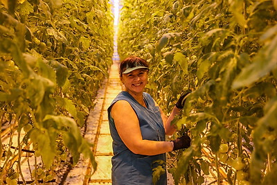 Томаты в межсезонье начал выращивать тепличный комбинат \"Берестье\"