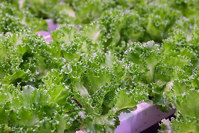 Томаты в межсезонье начал выращивать тепличный комбинат \"Берестье\"